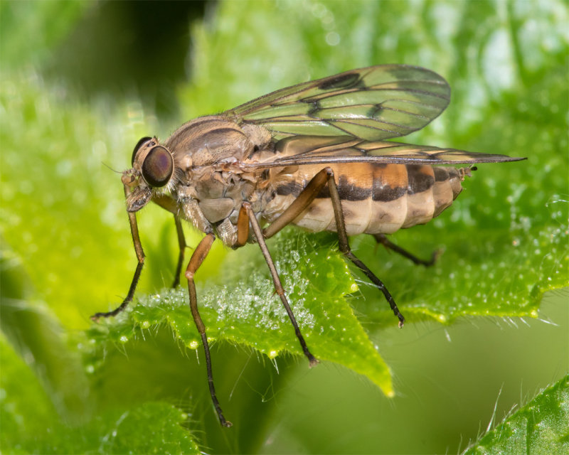 Downlooker Snipefly - Rhagio scolopaceus f 13-05-22.jpg