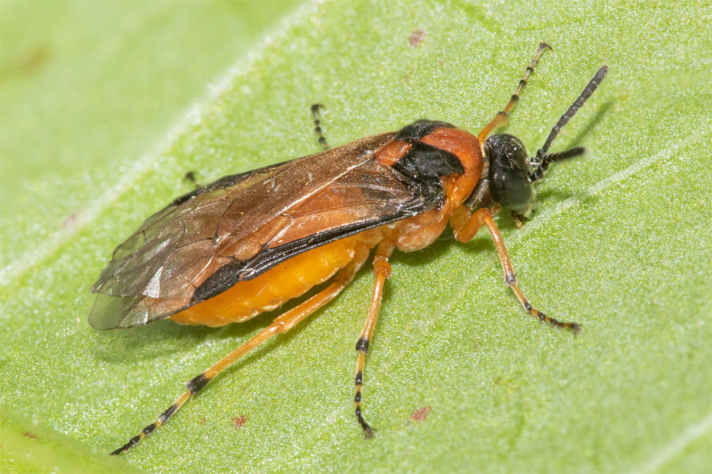 Sawfly - Athalia rosae 13-05-22.jpg