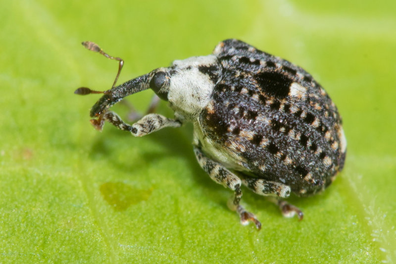 Weevil - Cionus scrophulariae - Figwort Weevil 13-05-22 #2.jpg
