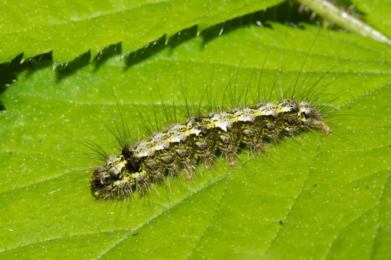 Buff Footman - Eilema depressa caterpillar 13-05-22.jpg