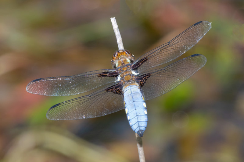 Broad-bodied Chaser - Libellula depressa m 14-05-22.jpg