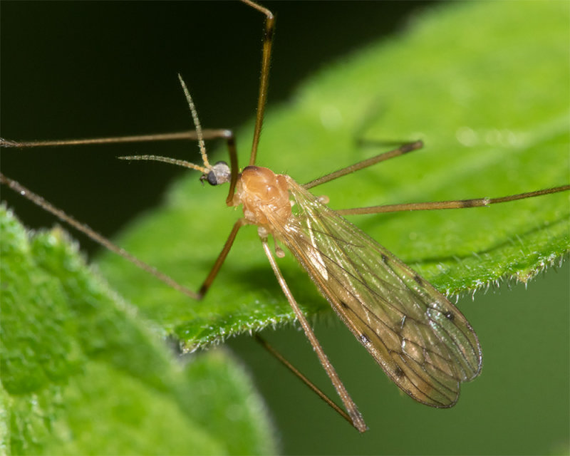 Cranefly - Limonia phragmitidis 14-05-22.jpg