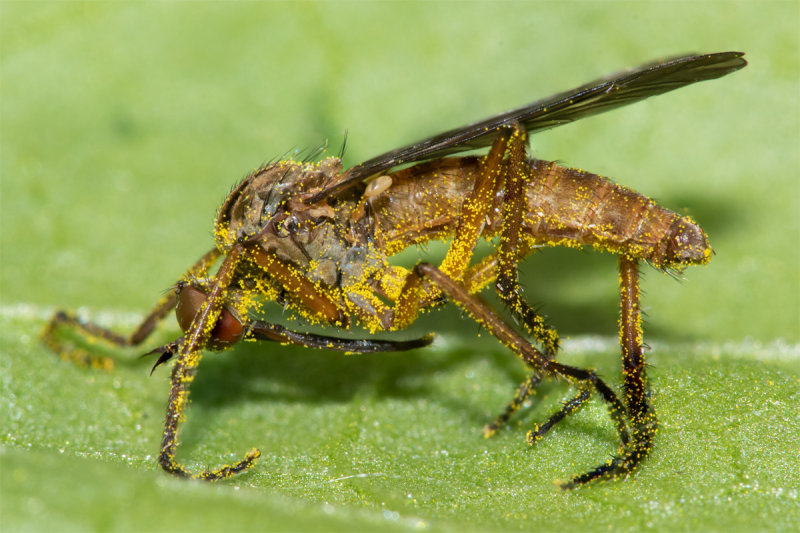 Empis livida 14-05-22.jpg