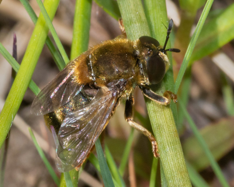 Microdon myrmicae-mutabilis f 14-05-22.jpg