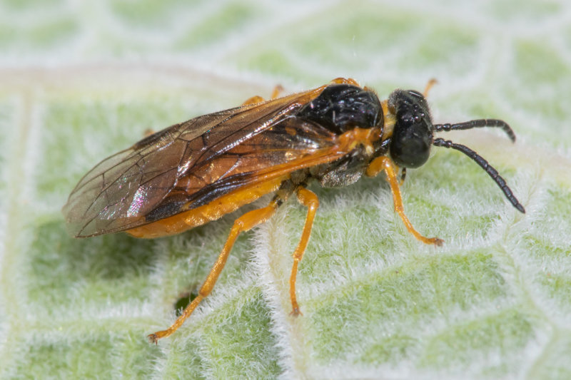 Sawfly - Selandria serva 14-05-22.jpg