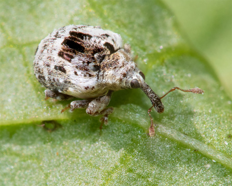 Weevil - Cionus alauda 14-05-22.jpg