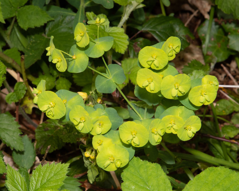 Wood Spurge - Euphorbia amygdaloides 13-05-22.jpg