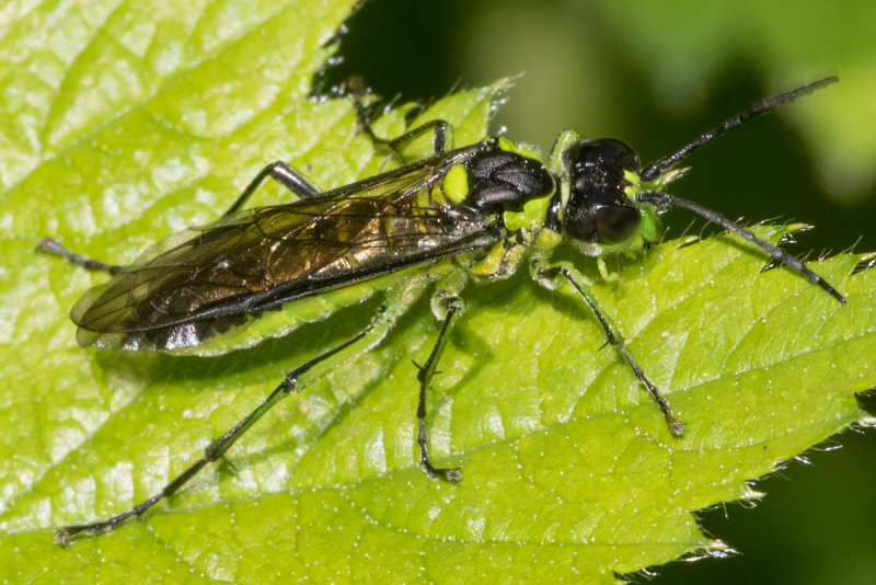 Sawfly - Tenthredo mesomela 13-05-22.jpg