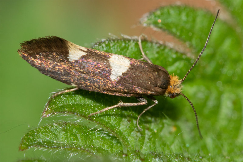 Incurvaria oehlmanniella 14-05-22.jpg