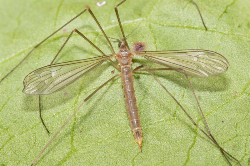 Cranefly - Austrolimnophila ochracea f 13-05-22.jpg