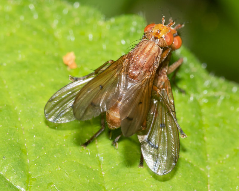 Tetanocera ferruginea pair 13-05-22 top.jpg