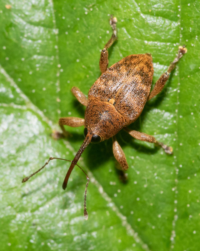 Weevil - Curculio venosus 17-05-22.jpg