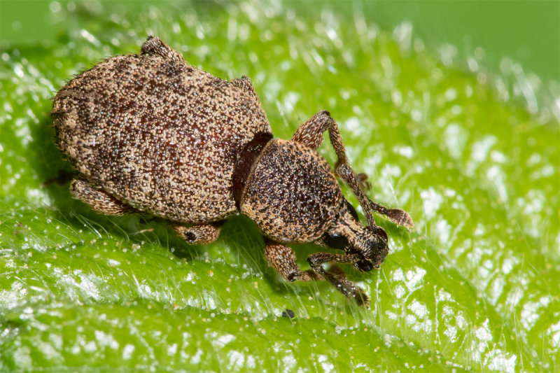 Weevil - Clay-coloured Weevil - Otiorhynchus singularis 17-05-22.jpg