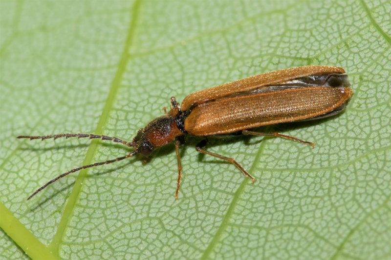 Denticollis linearis 17-05-22.jpg