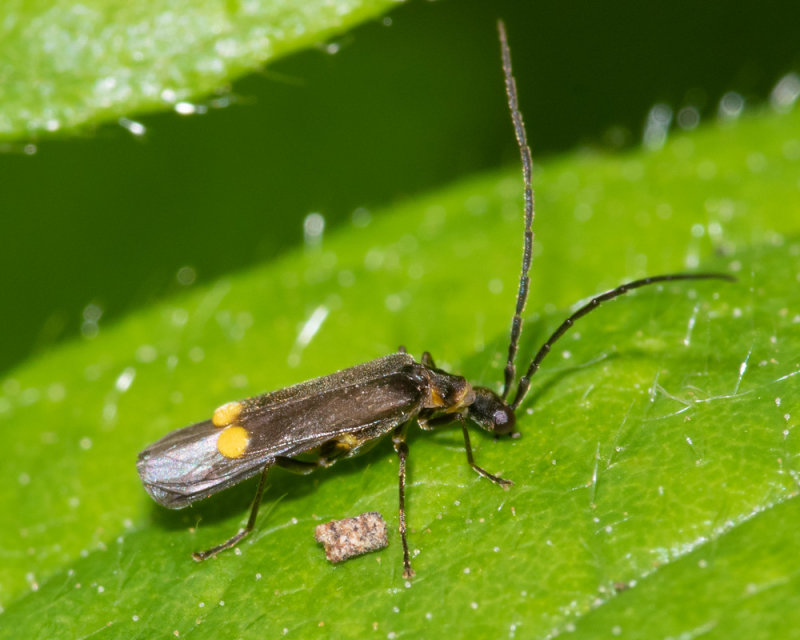 Malthodes marginatus 17-05-22.jpg