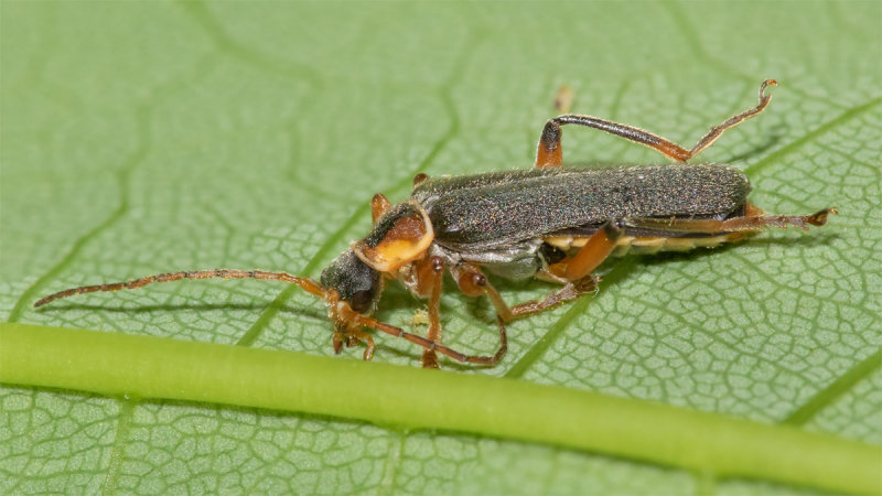 Cantharis nigricans 17-05-22.jpg