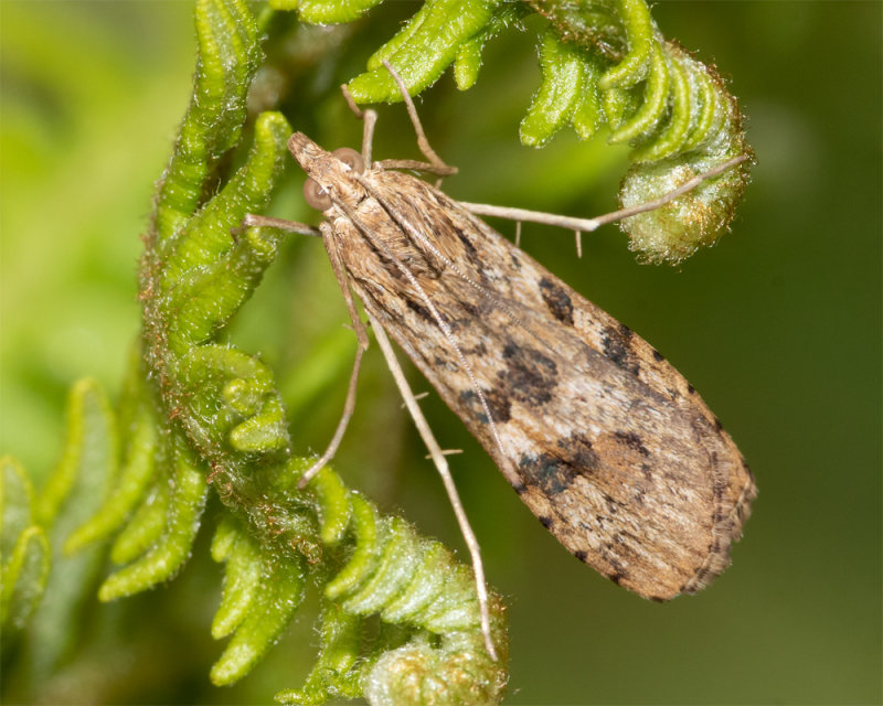 Rush Veneer Moth - Nomophila noctuella 19-05-22.jpg