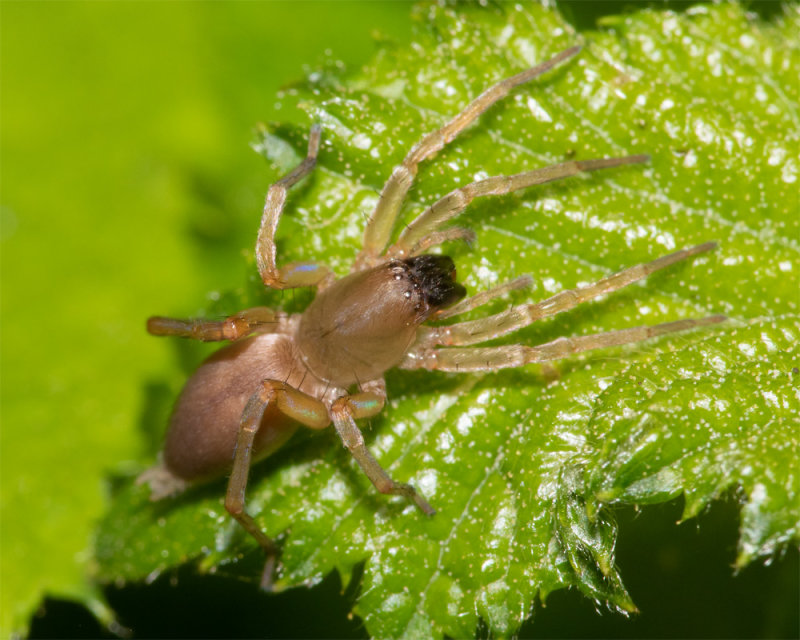 Drassodes cupreus/lapidosus 17-05-22.jpg