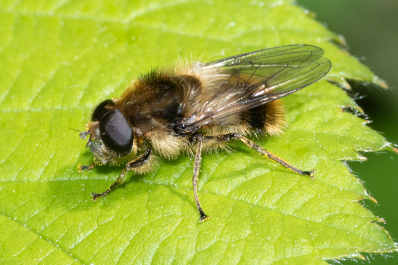 Cheilosia illustrata m 21-05-22.jpg