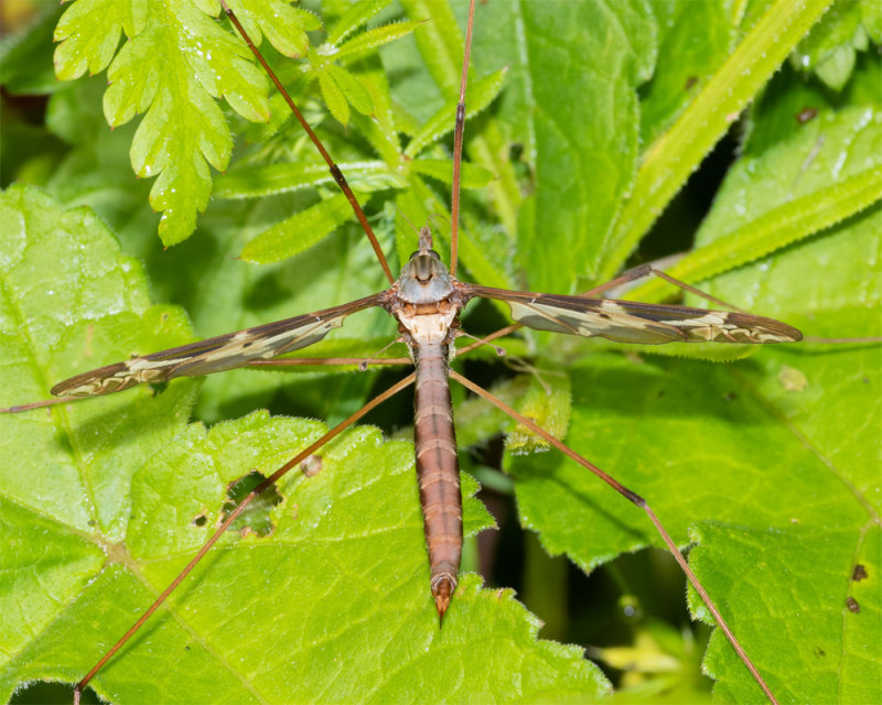 Cranefly - Tipula maxima f 21-05-22.jpg