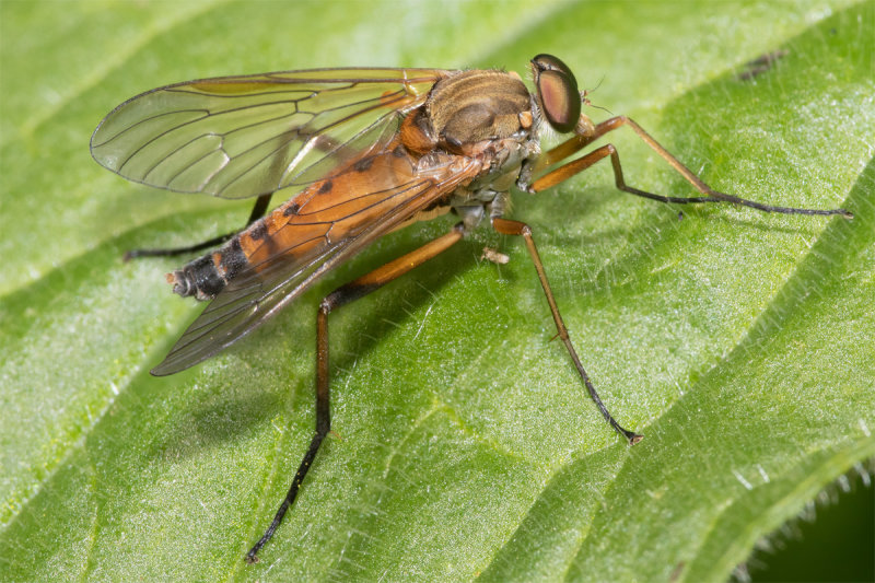 Marsh Snipefly - Rhagio tringarius 21-05-22.jpg