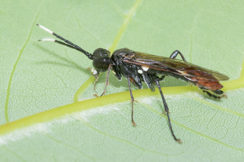 Sawfly - Tenthredo livida 21-05-22.jpg