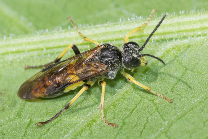 Sawfly - Tenthredo temula 21-05-22.jpg