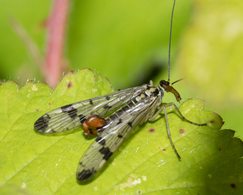 Scorpion Fly - Panorpa communis m 21-05-22.jpg