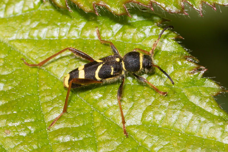 Wasp Beetle - Clytus arietis 21-05-22.jpg
