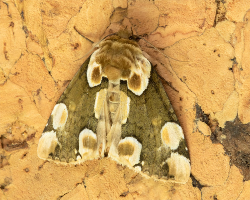 Peach Blossom - Thyatria batis 22-05-22.jpg