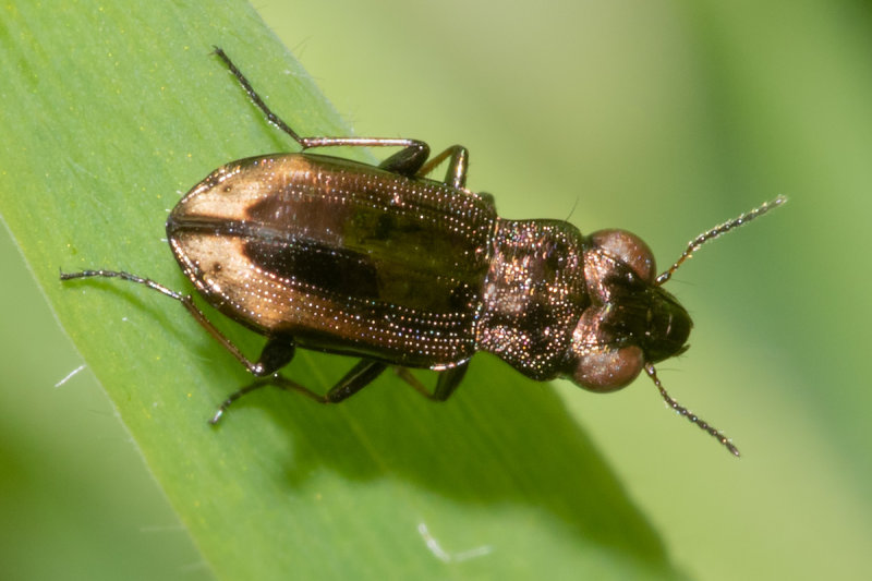 Notiophilus biguttatus/substriatus beetle 21-05-22.jpg