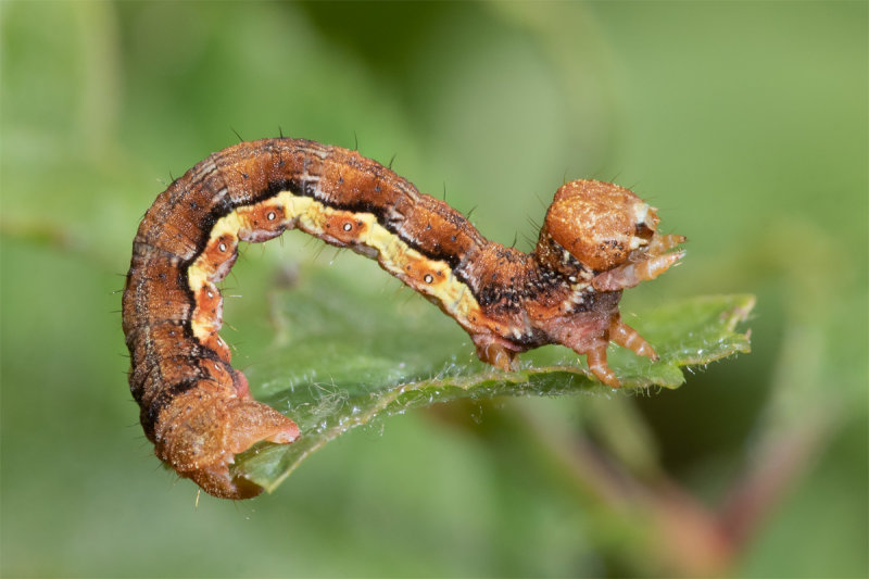 Mottled Umber - Erannis defoliaria caterpillar 21-05-22.jpg