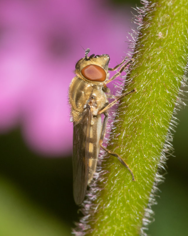 Platycheirus manicatus f 24-05-22.jpg