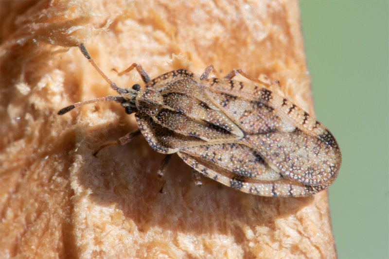 Spear Thistle Lacebug - Tingis cardui 27-05-22.jpg