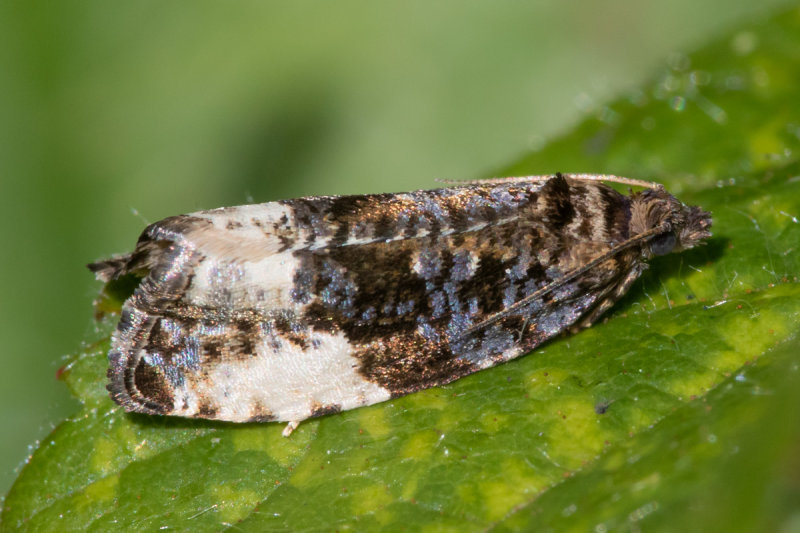 unid poss Plum Tortrix - Hedya pruniana 27-05-22.jpg