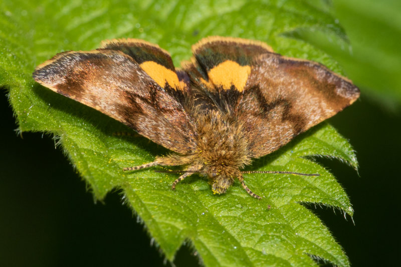 Small Yellow Underwing moth - Panemeria tenebrata 27-05-22.jpg