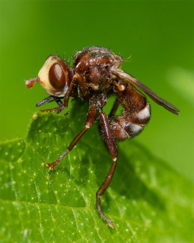 Sicus ferrugineus 28-05-22.jpg