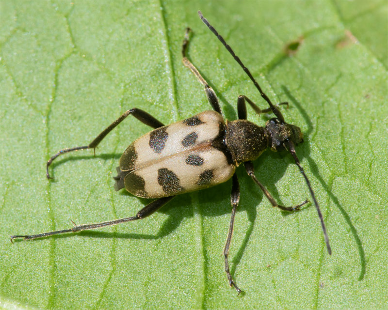 Speckled Longhorn Beetle - Pachytodes cerambyciformis 28-05-22.jpg