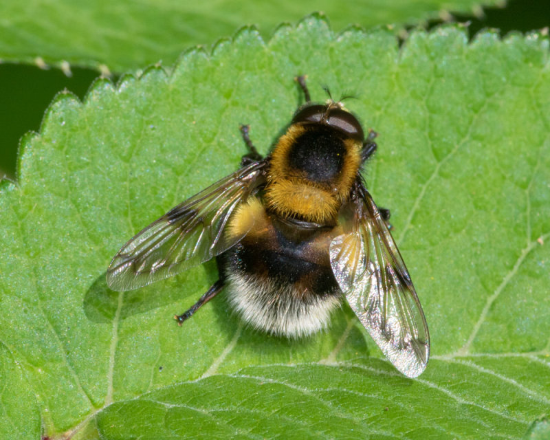 Volucella bombylans m 28-05-22.jpg