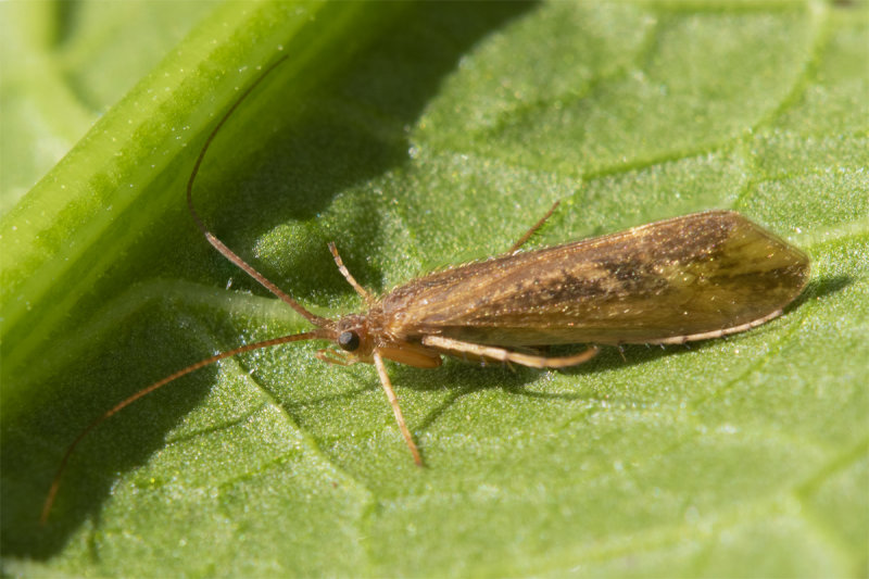 Caddis Fly - Limnephilus centralis 18/04/22.jpg