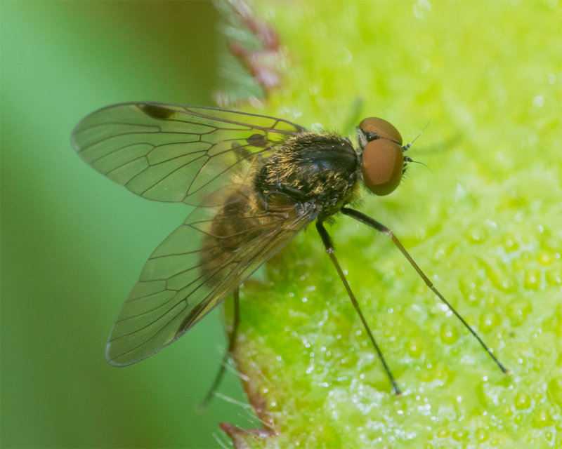 Black Snipefly - Chrysopilus cristatus m 29-05-22.jpg