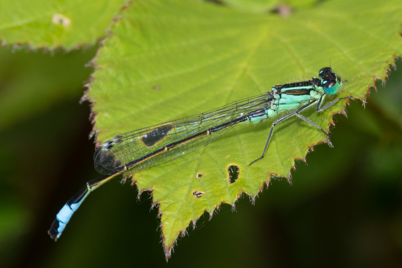 Blue-tailed Damselfly - Ischnura elegans m 29-05-22.jpg