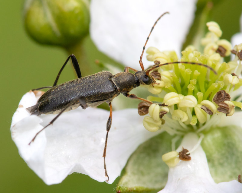 Common Grammoptera - Grammoptera ruficornis 29-05-22.jpg