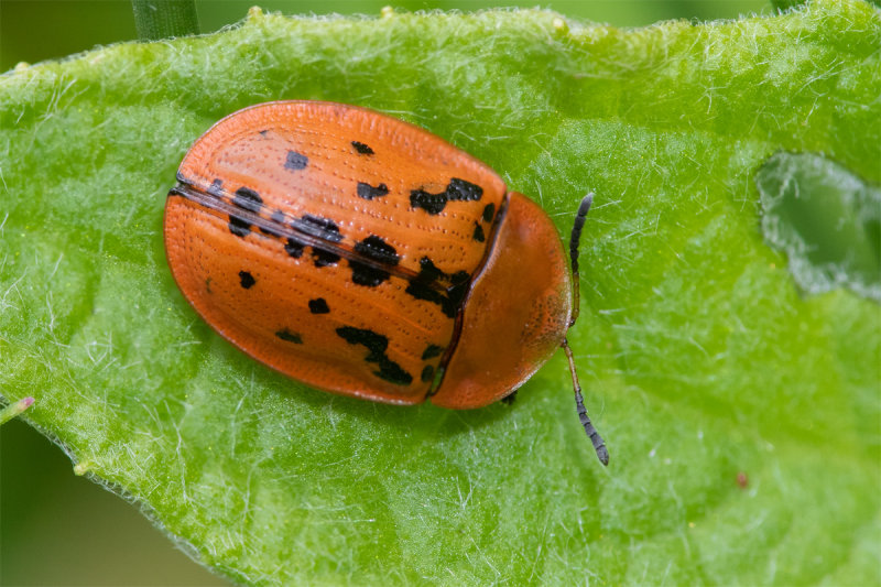 Fleabane Tortoise Beetle - Cassida murraea 29/05/22.jpg