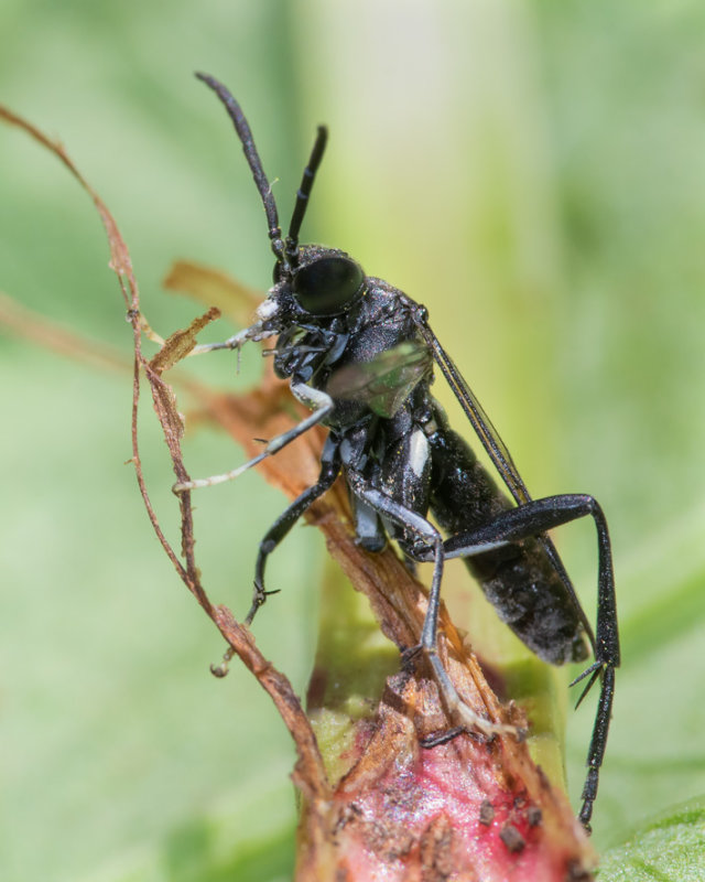 Sawfly - Macrophya blanda 27-05-22.jpg