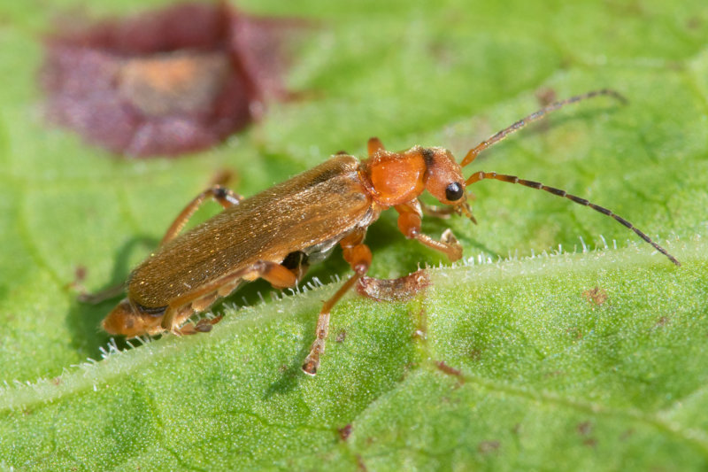 30-05-22 Cantharis pallida 30-05-22.jpg