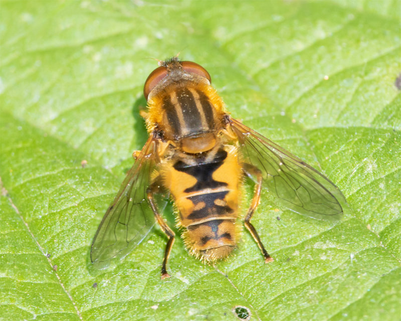 Parhelophilus frutetorum or versicolor 30/05/22.jpg