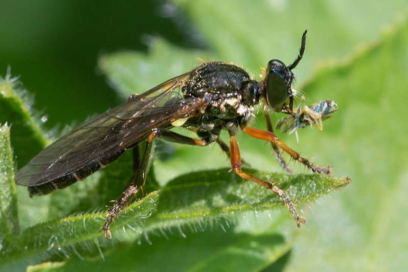 Red-legged Robberfly - Dioctria rufipes 31-05-22 #2.jpg