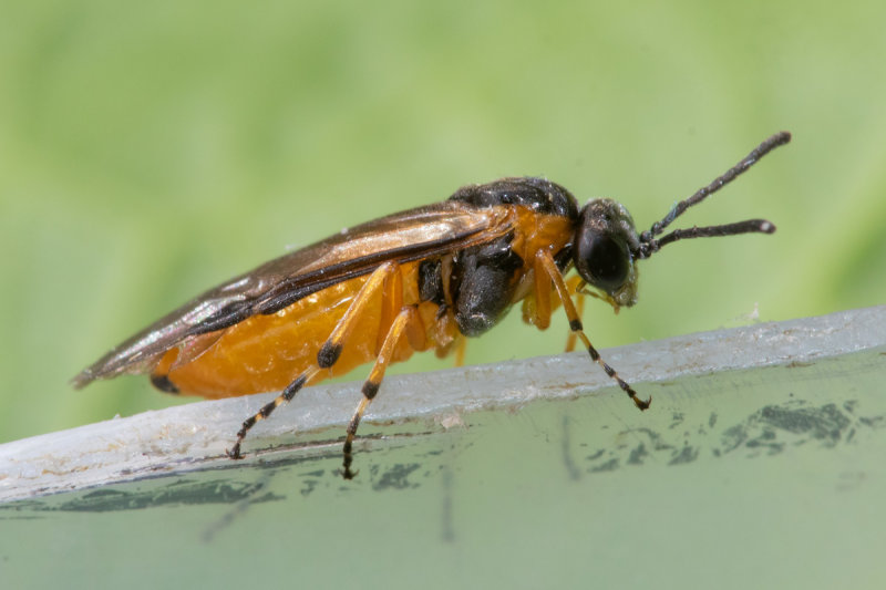 Sawfly - Athalia cordata 31-05-22.jpg
