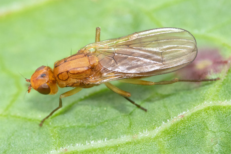 Rust Fly - Psila fimetaria 30-05-22 top.jpg